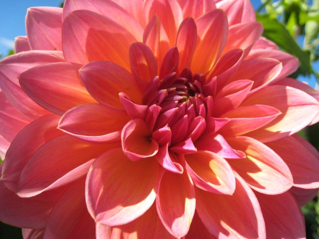 Big Pinkish Flower